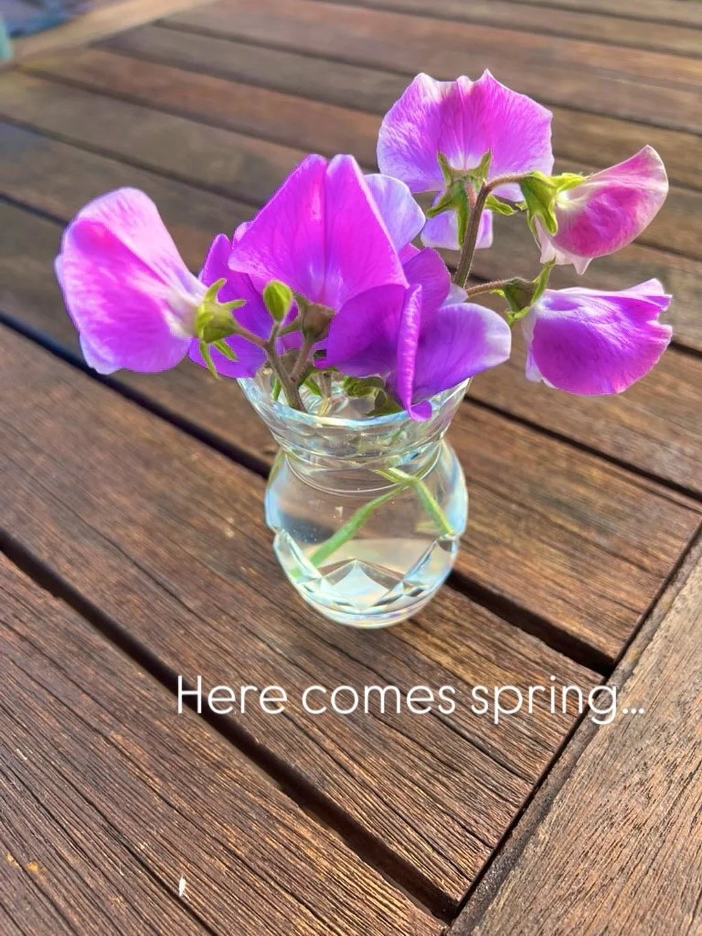I’m not gonna’ deny it. I do love this time of the year. All the seasons have merit and meaning, but when flowers start coming out to signify spring. That’s when I feel like dancing. X 🌹🪻🌸🌺🌷🌻🌼 @janhellriegel #flowers #sweatp