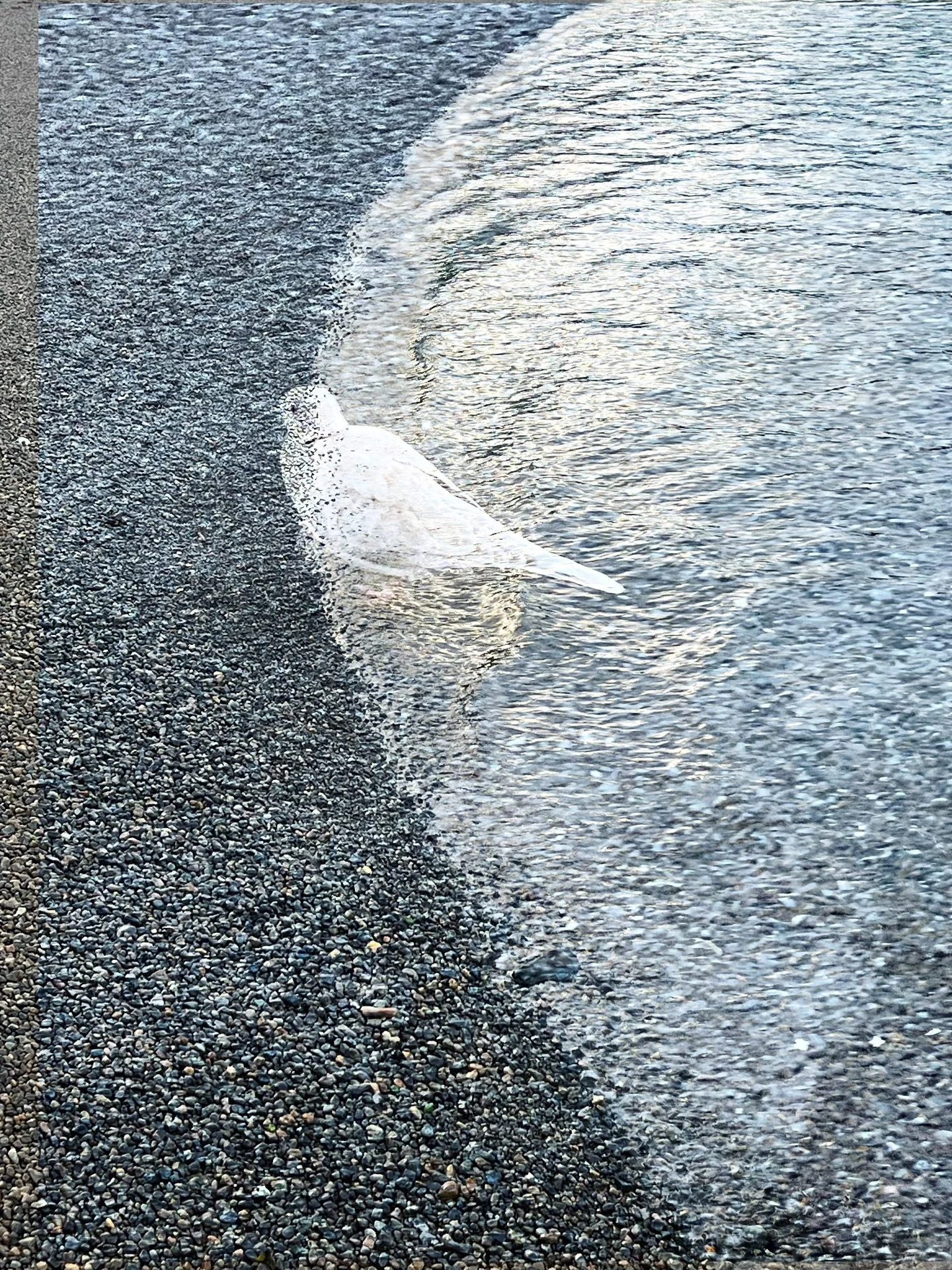 💨It&rsquo;s been a week or so of cleaning out&hellip;recycling and regifting. 🎁
Clearing the decks for this next iteration of life one that circles back to my first love: music.  A reinvention. 🎶🎼🎵
￼
As I sort through cupboards and drawers, I fi