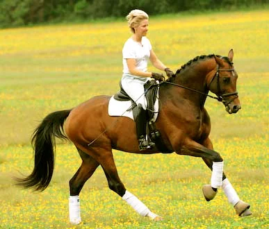 Imminence_canter_2.jpg