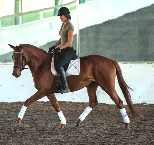 Ivanna trot.jpg