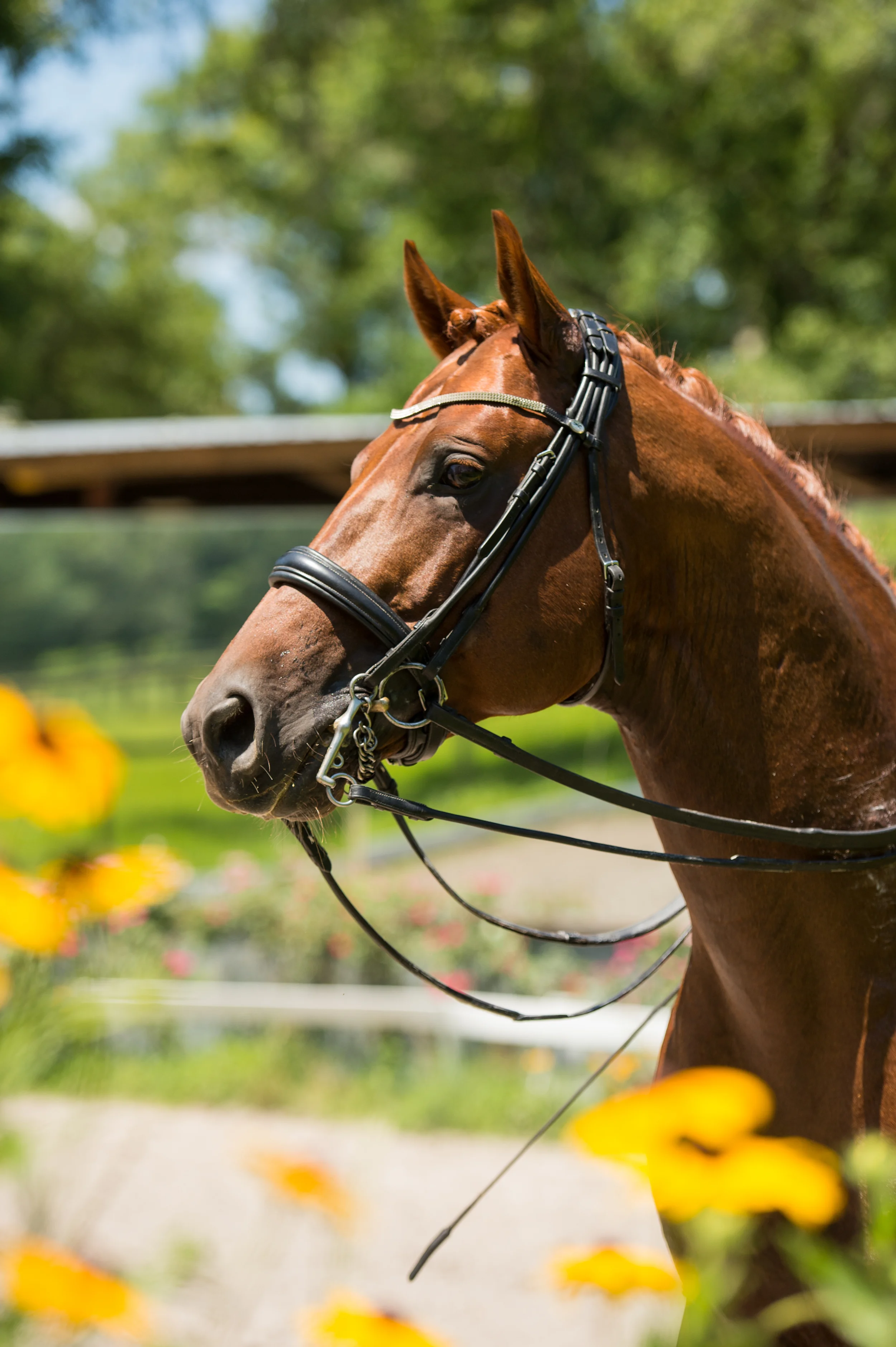 Val14brinkman6-4-3592.jpg