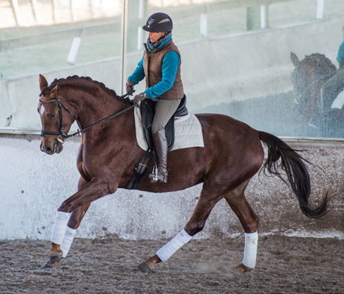 dabella canter.jpg