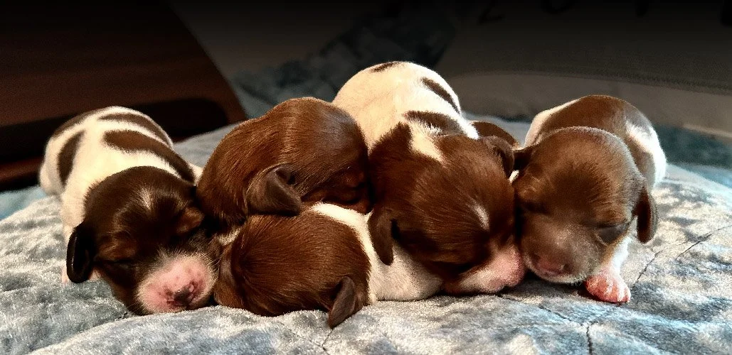 IMG_0929-puppies-sm.jpg