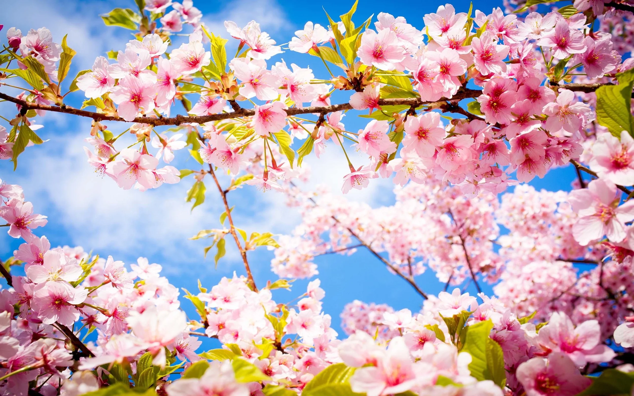 15 Quotes Celebrating The Essence Of Spring And New Beginnings