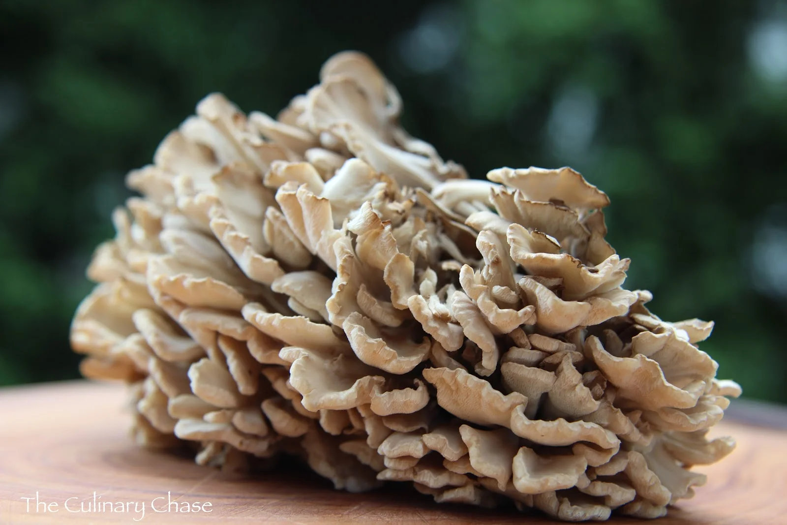 Medicinal mushrooms can boost your immunity