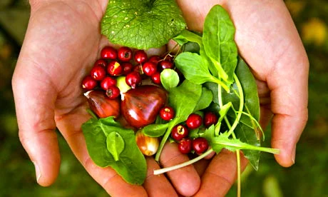 A-selection-of-foraged-fo-007.jpg