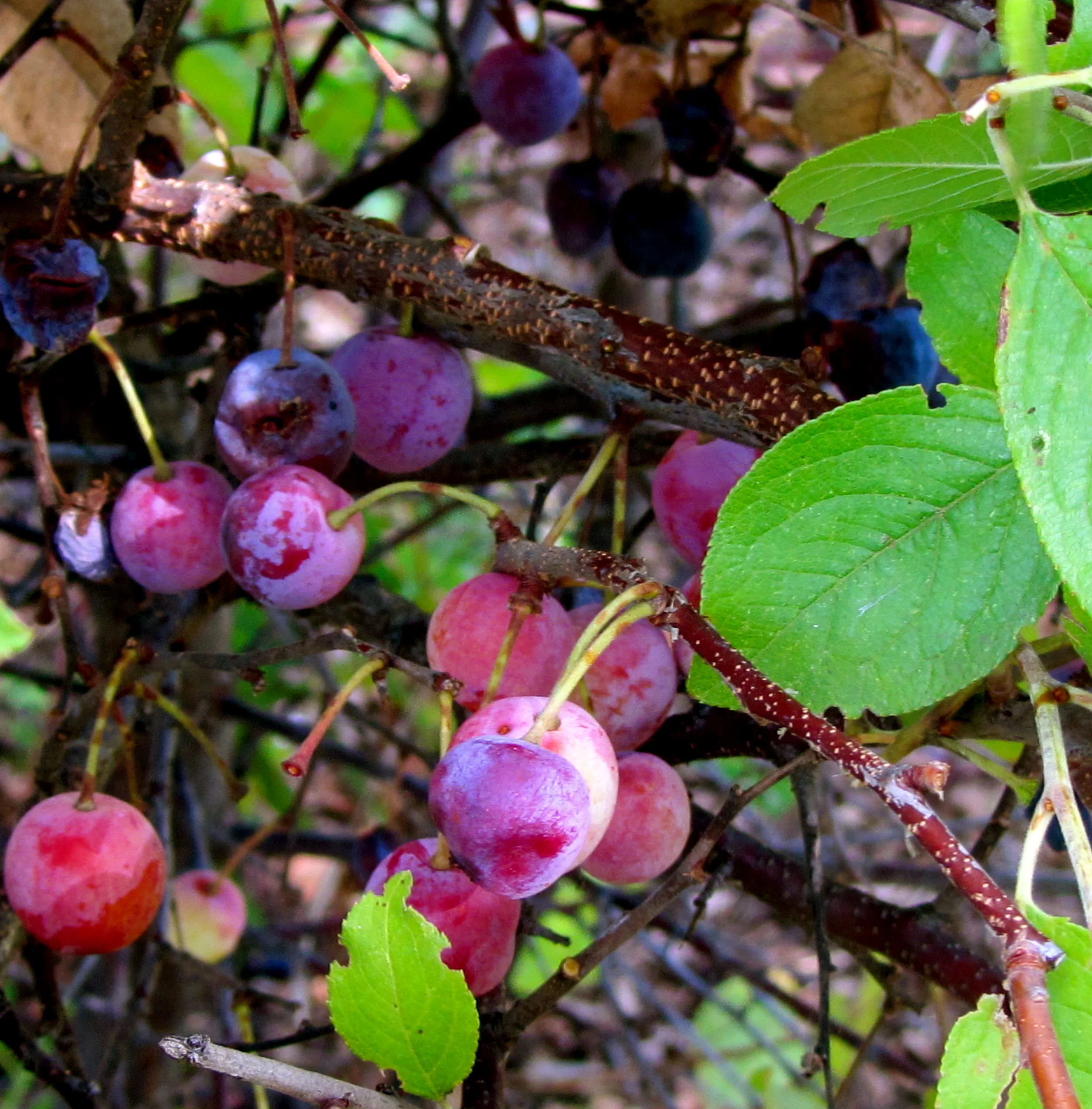 COMA beach plums  044.JPG