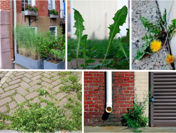 You can can safely forage wild edibles in urban environments if you know what to look for and where to look.