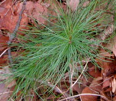  Pine needles are rich in Vitamin C.