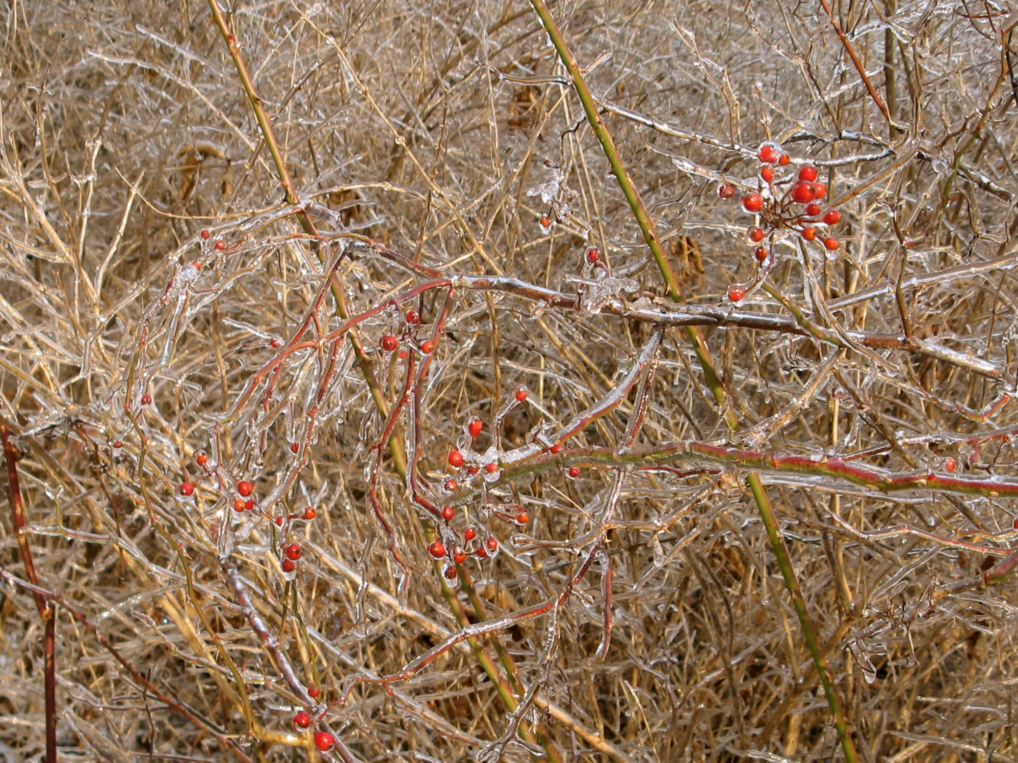  Beautiful, icy rose hips in winter.