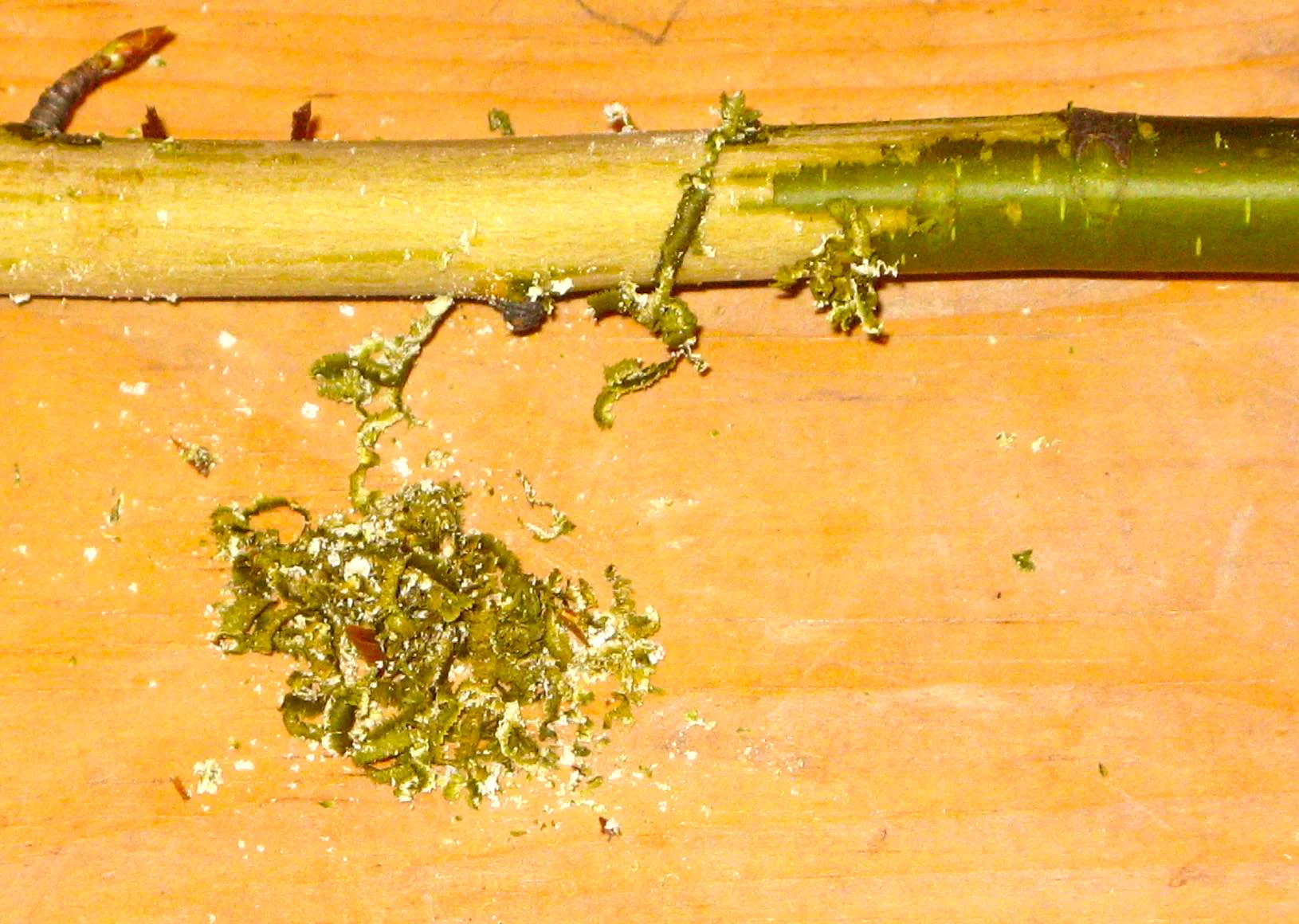  Birch beer shavings.