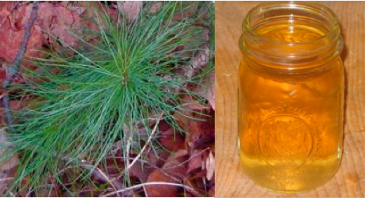  Pine Needle Tea is the perfect winter treat