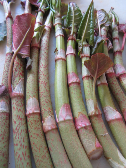  Freshly foraged Japanese knotweed