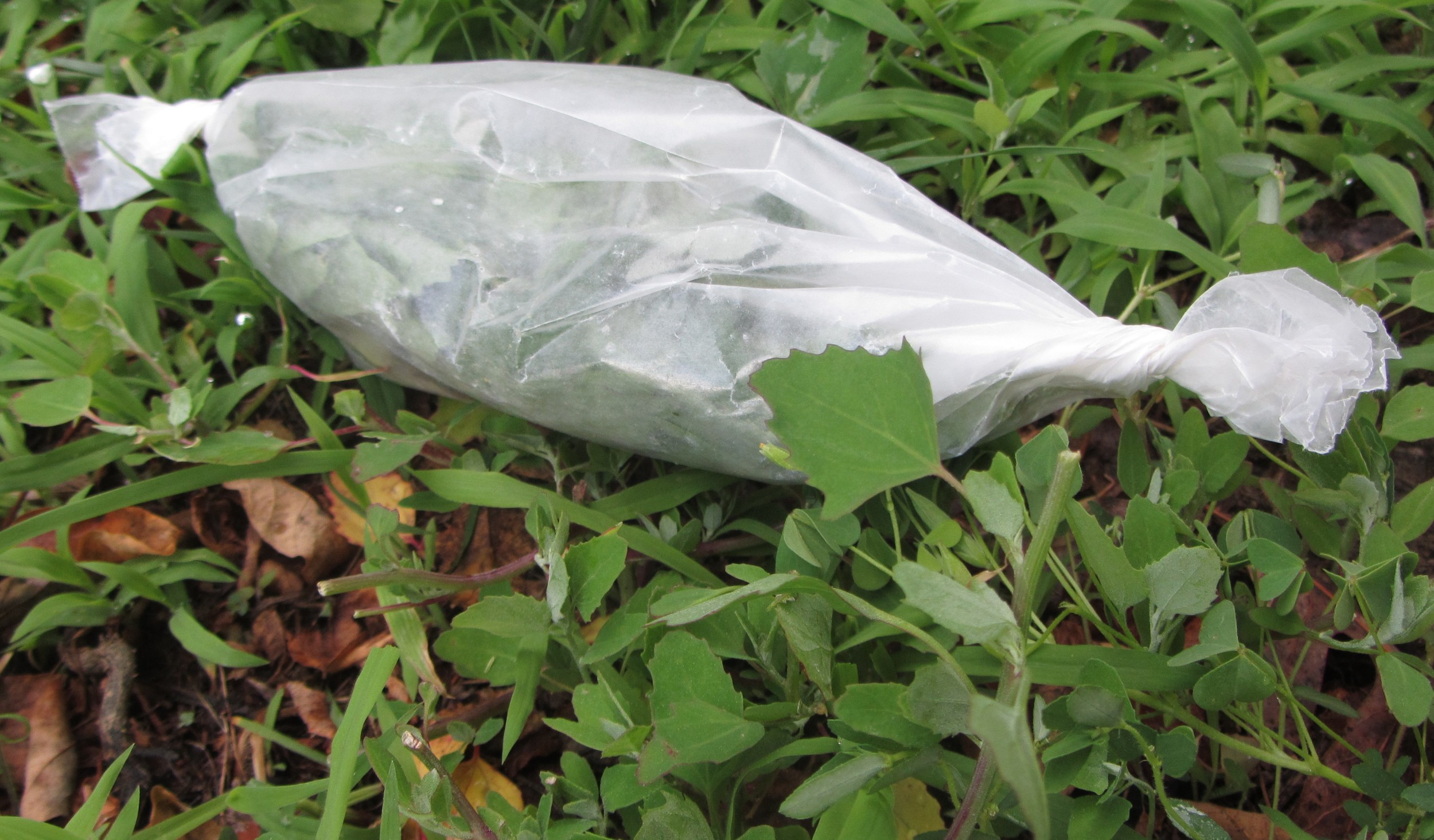 trim tender lambs quarters 014 (2).JPG