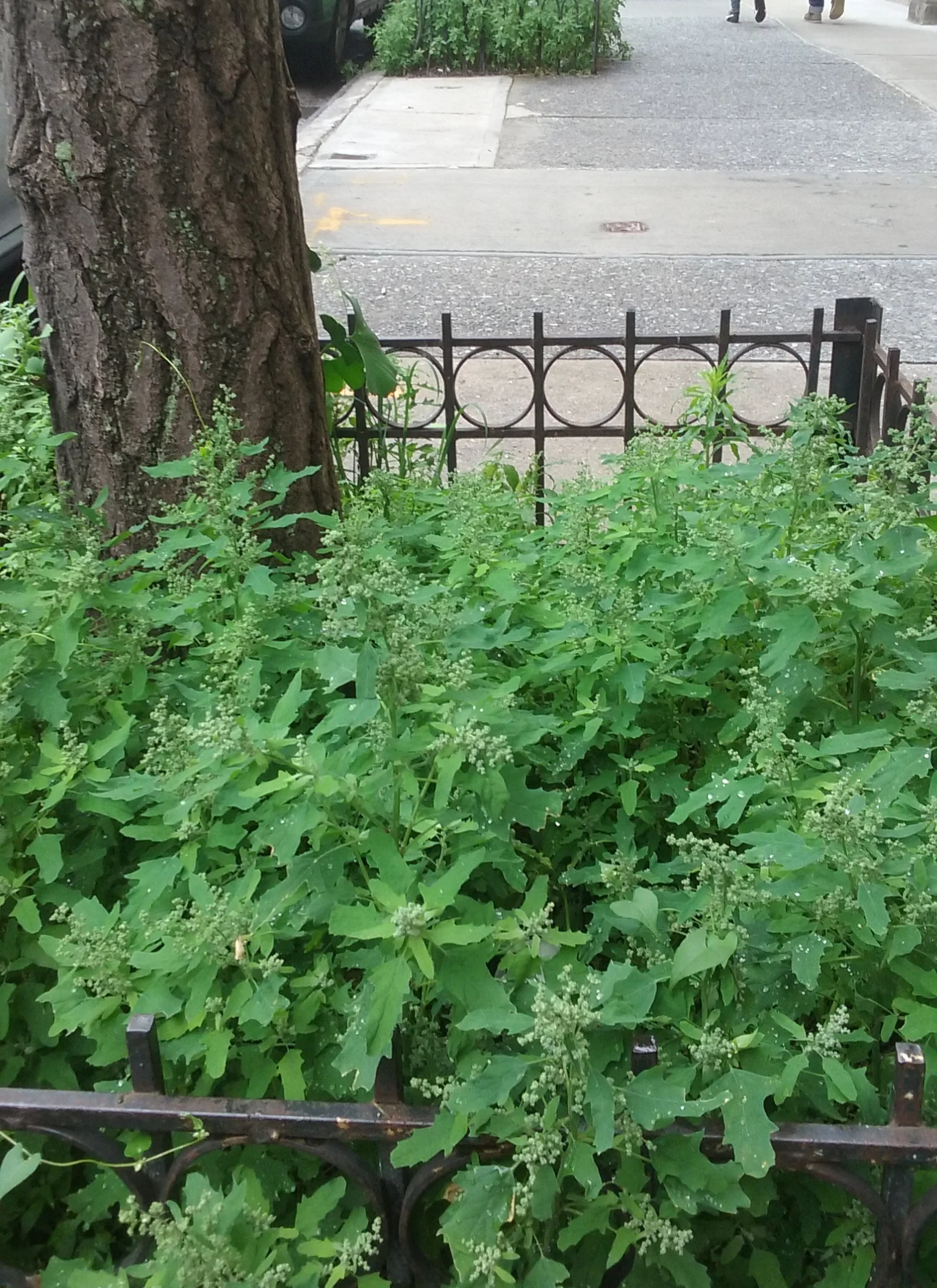 Lamb’s Quarters Growing in a Tree Pit NYC