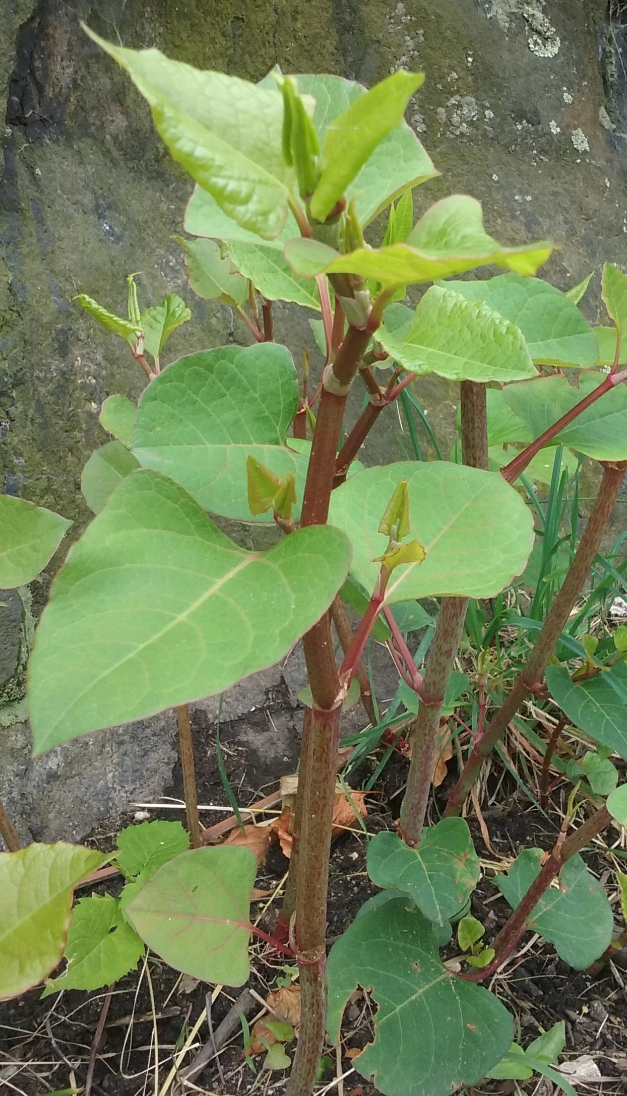 The Joyful Forager-Japanese Knotweed: A Healthy Edible Invasive