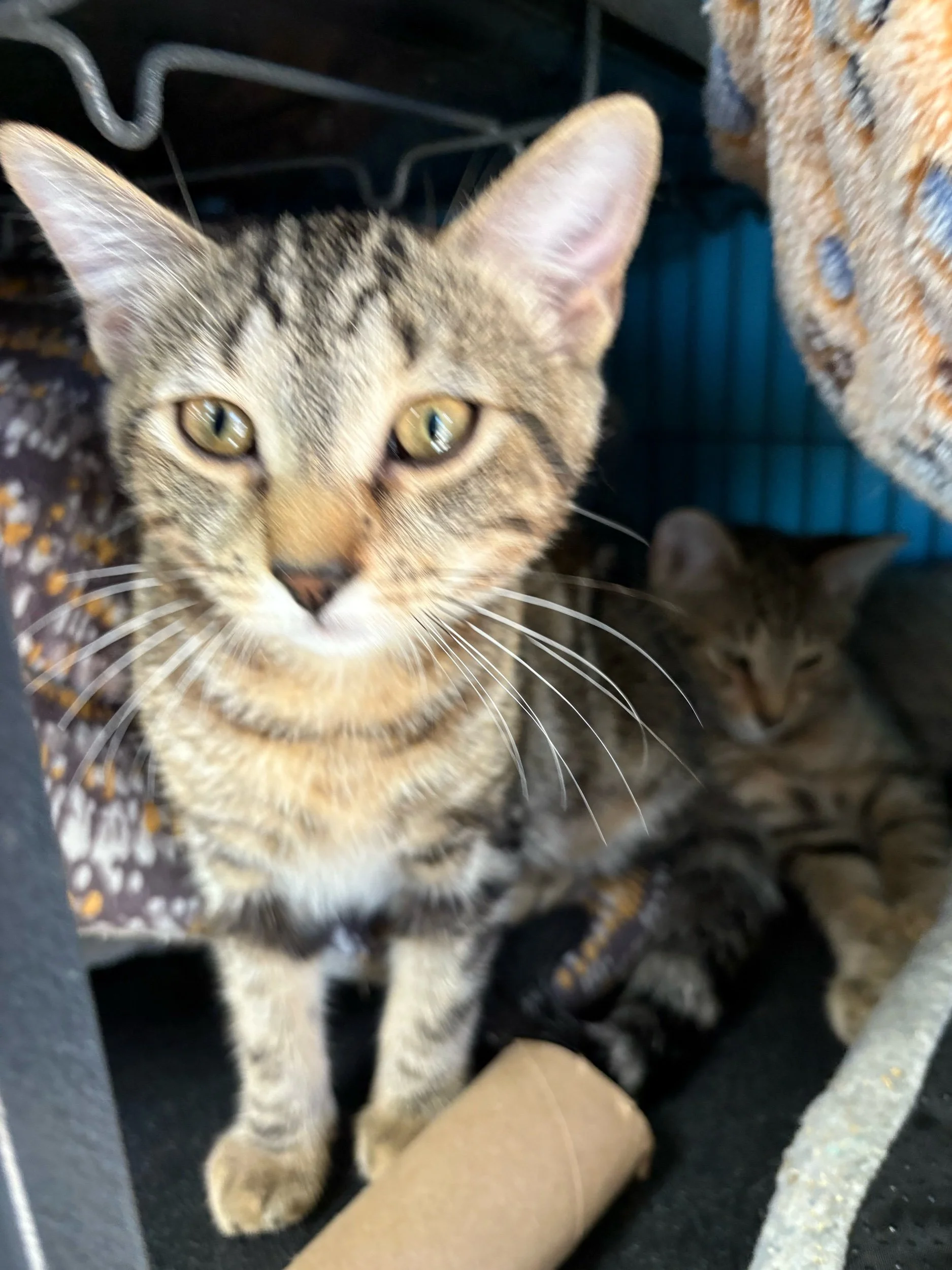 Squirrel: Female Kitten
