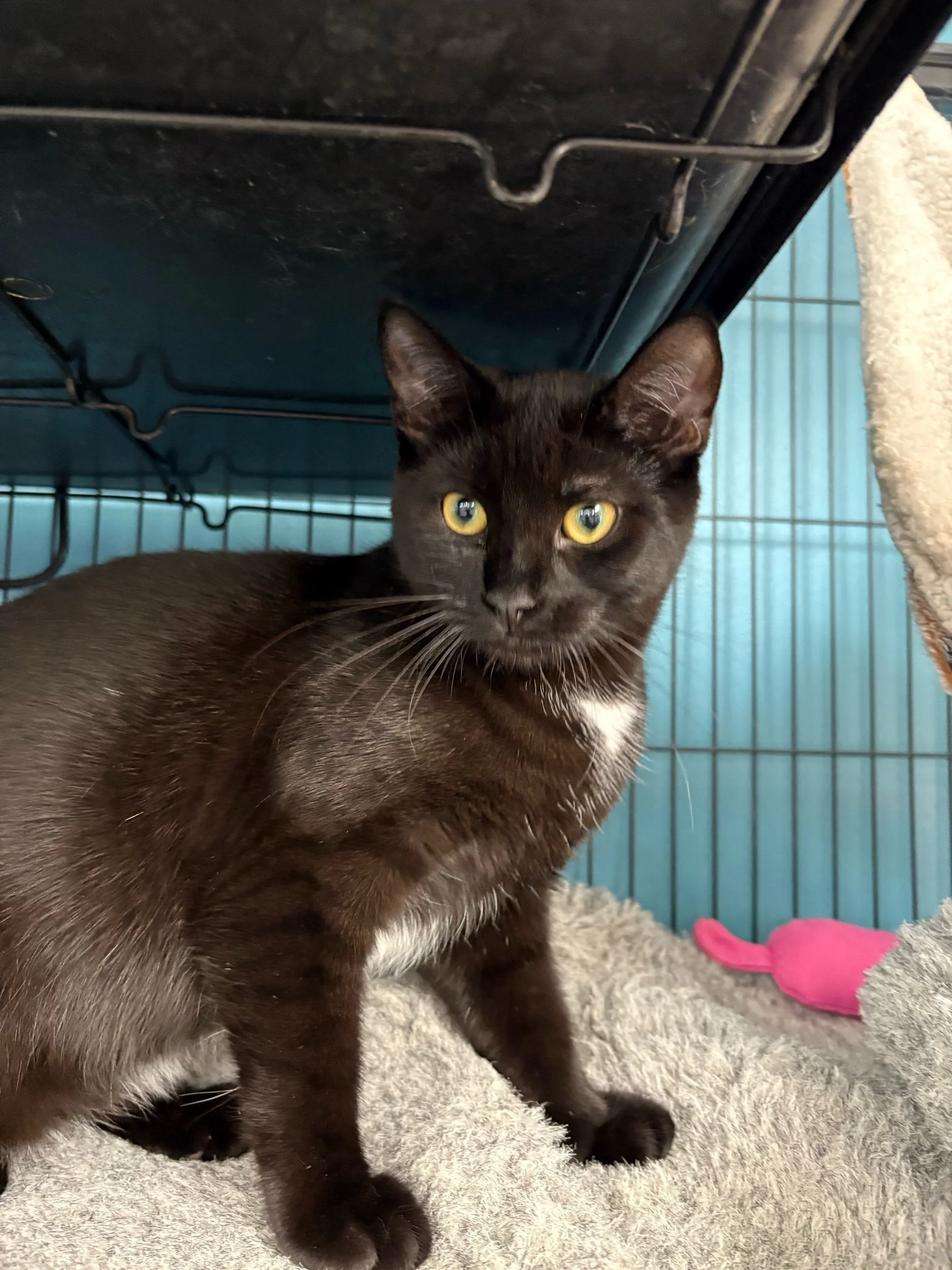 Trowel: Female Kitten