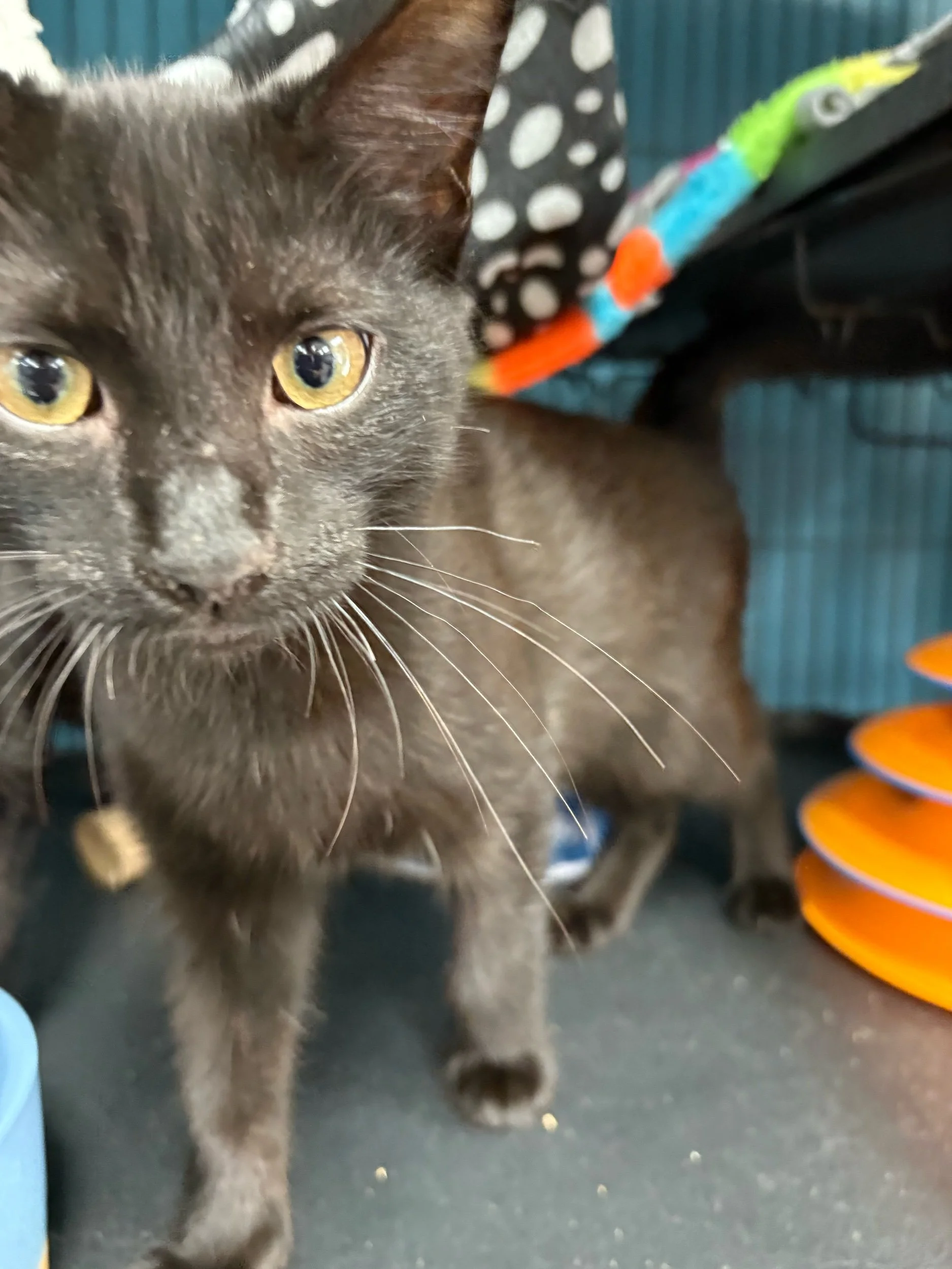 Jury: Female Kitten