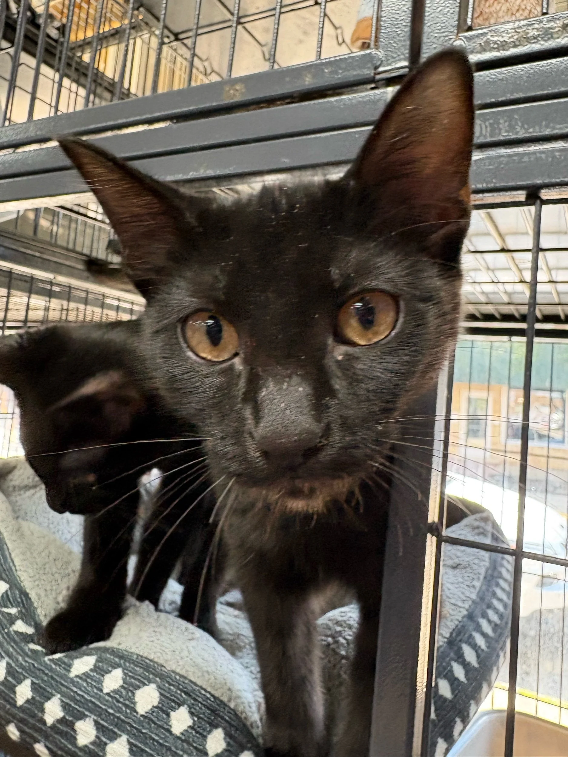 Jade: Female Kitten