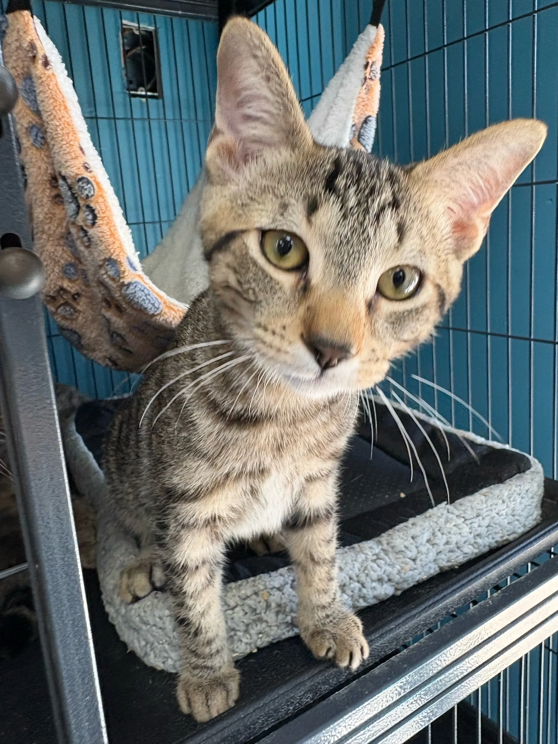 Moose: Male Kitten