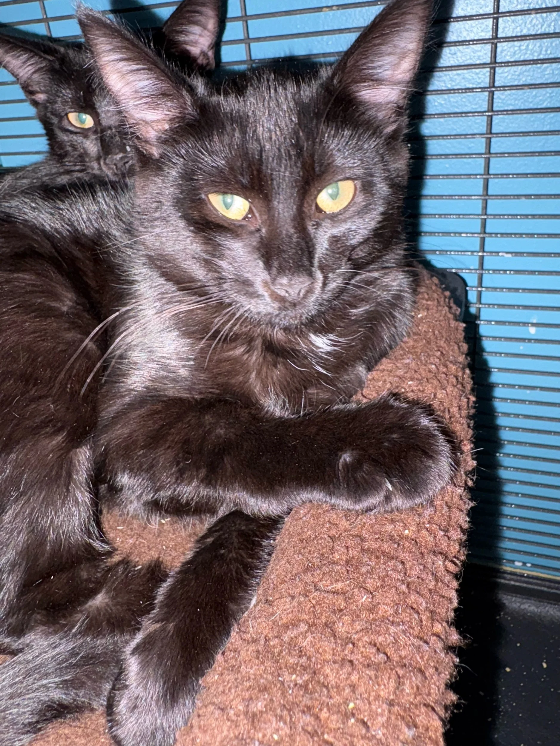 Jinx: Female Kitten