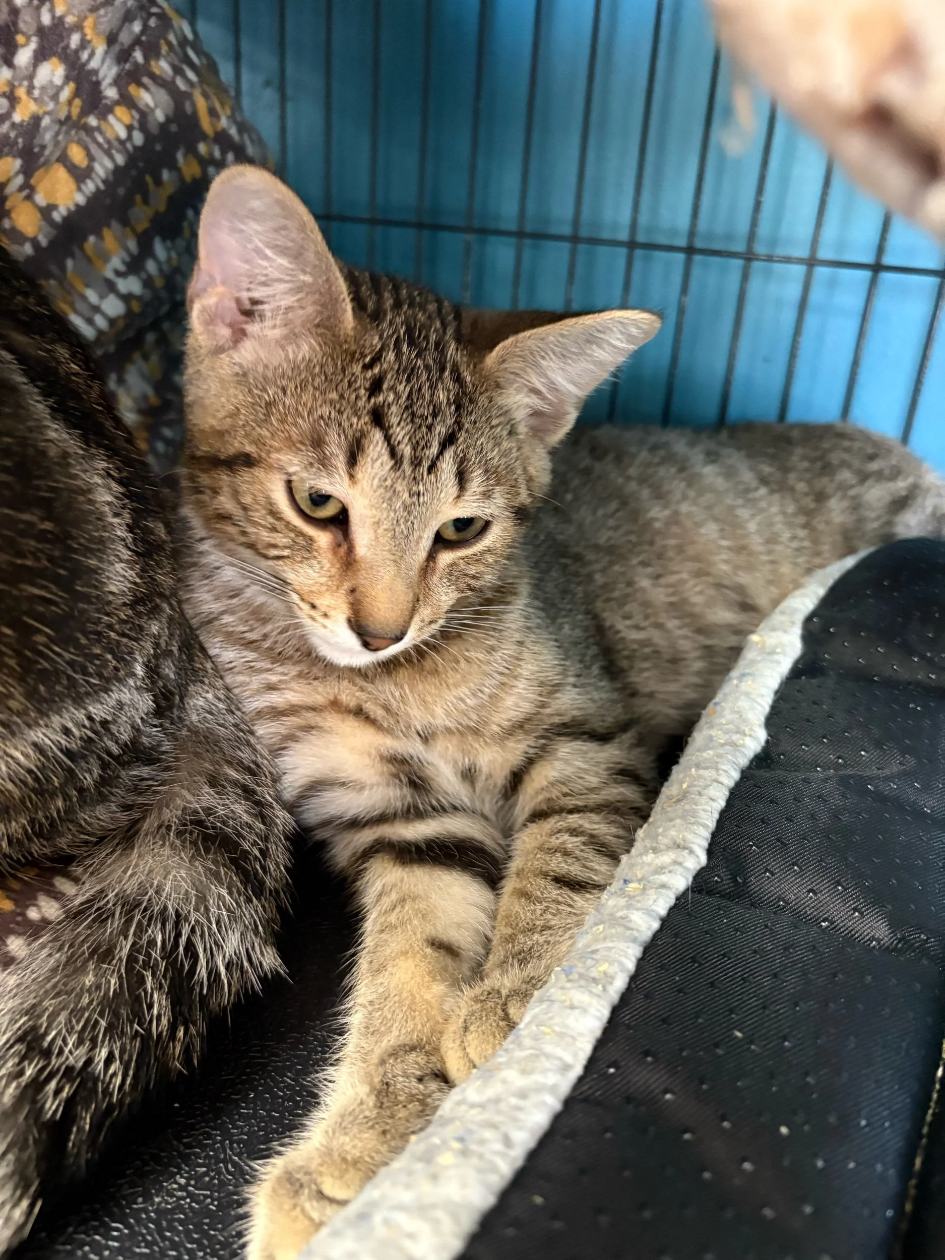 Giraffee: Male Kitten