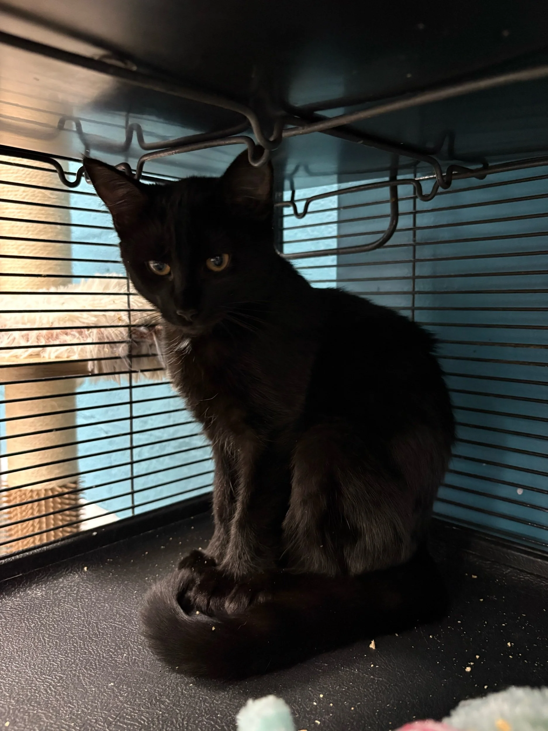 Felix: Male Kitten