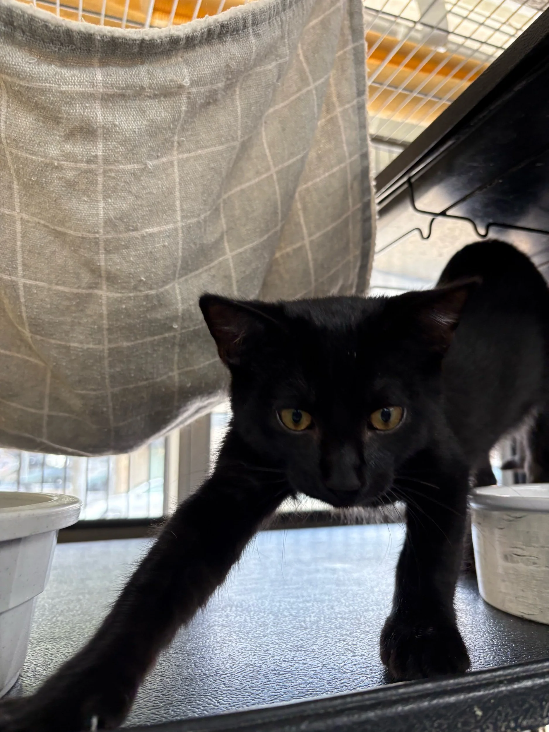 Kestrel: Male Kitten