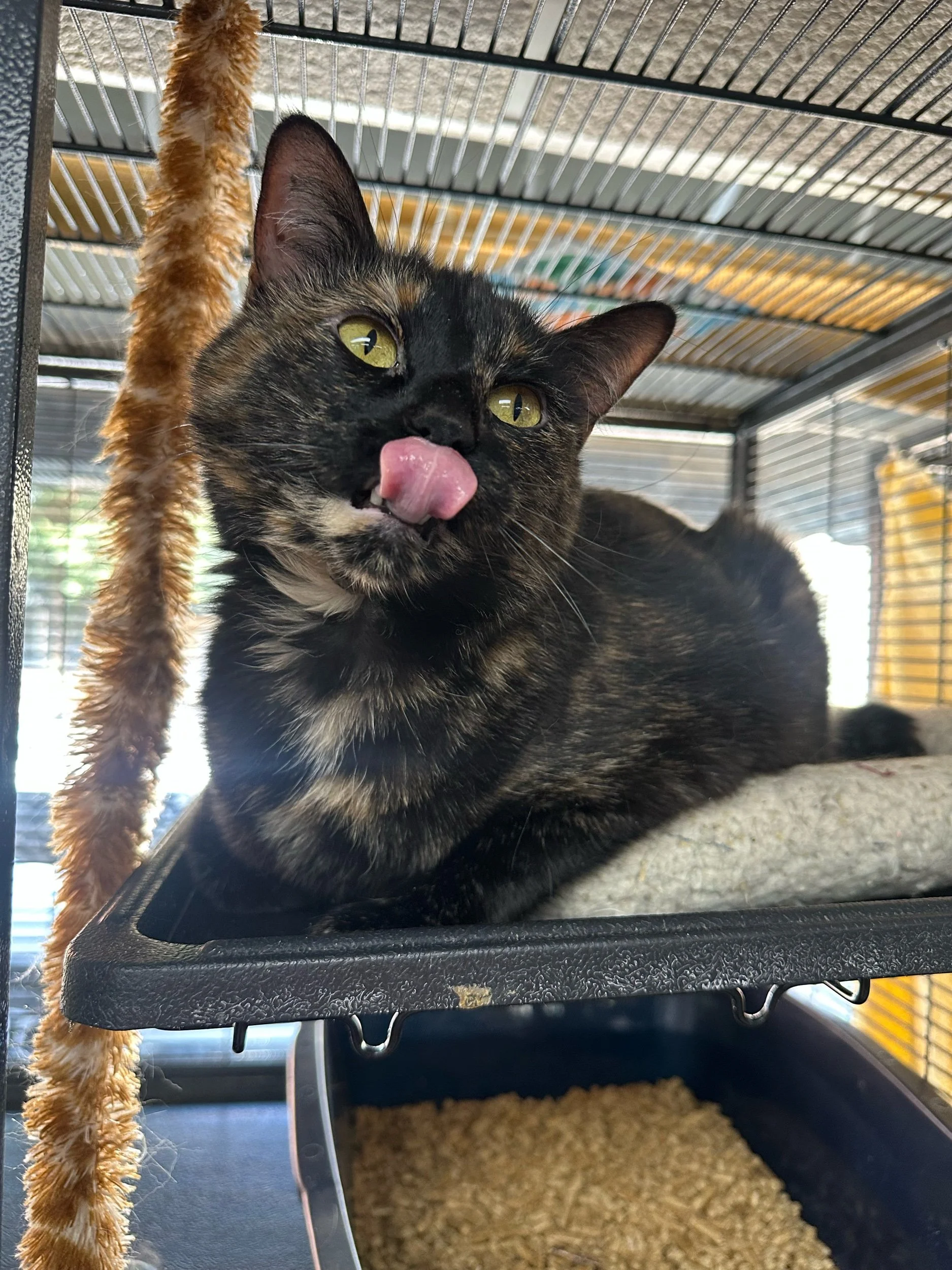 Luna: Adult Female
