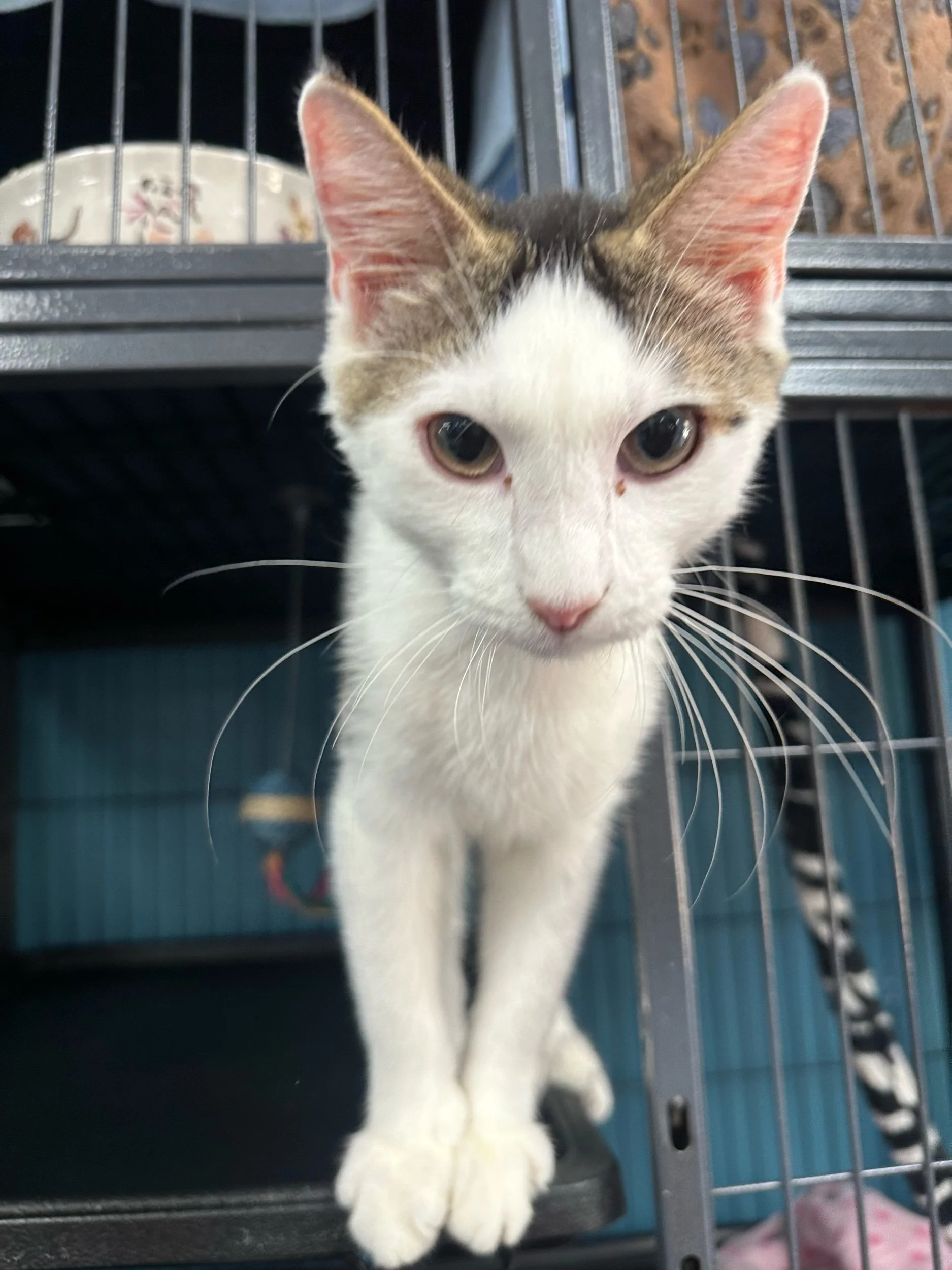 Astriod: Male Kitten