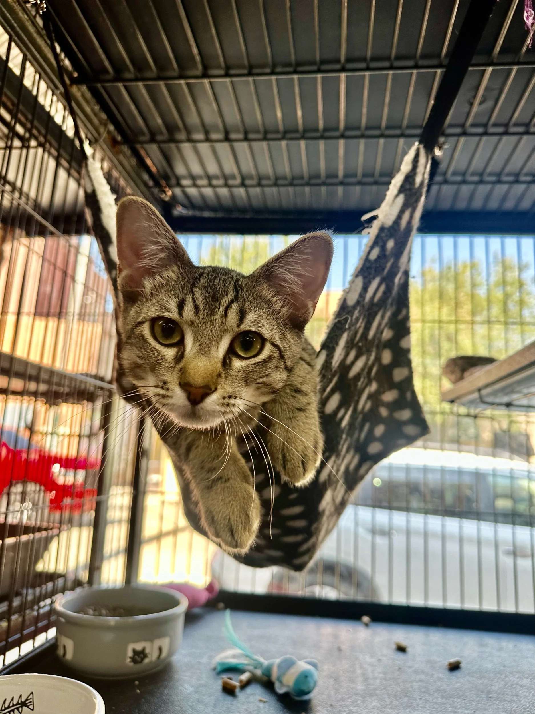 Gizmo: Male Kitten