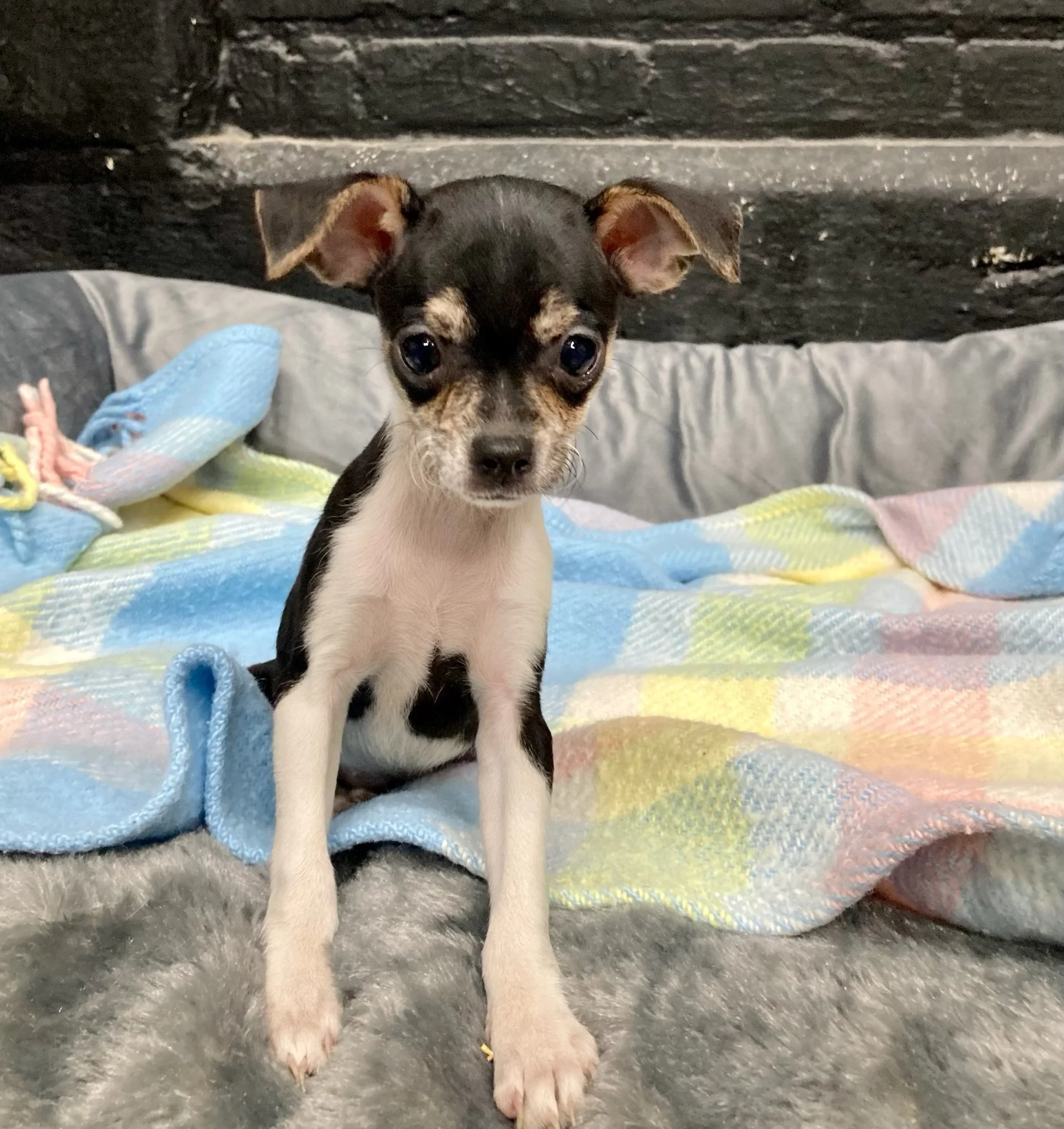 Rainbow Sherbet: Adopted!