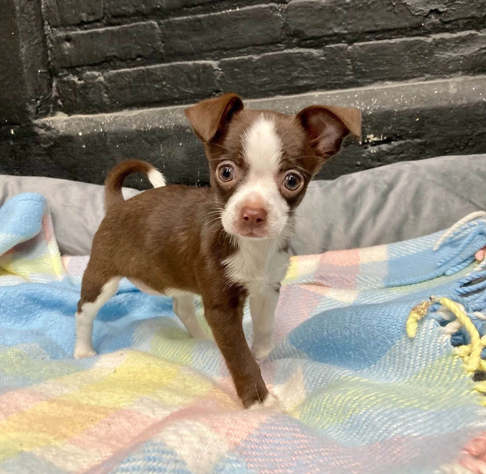 Neopolitan: Adopted!