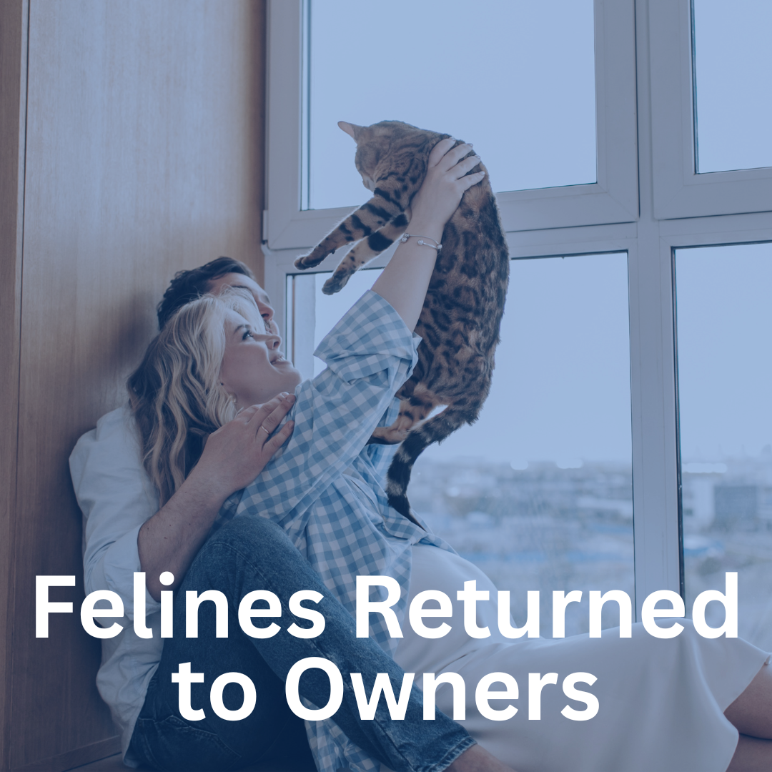 6 FELINES RETURNED TO OWNERS