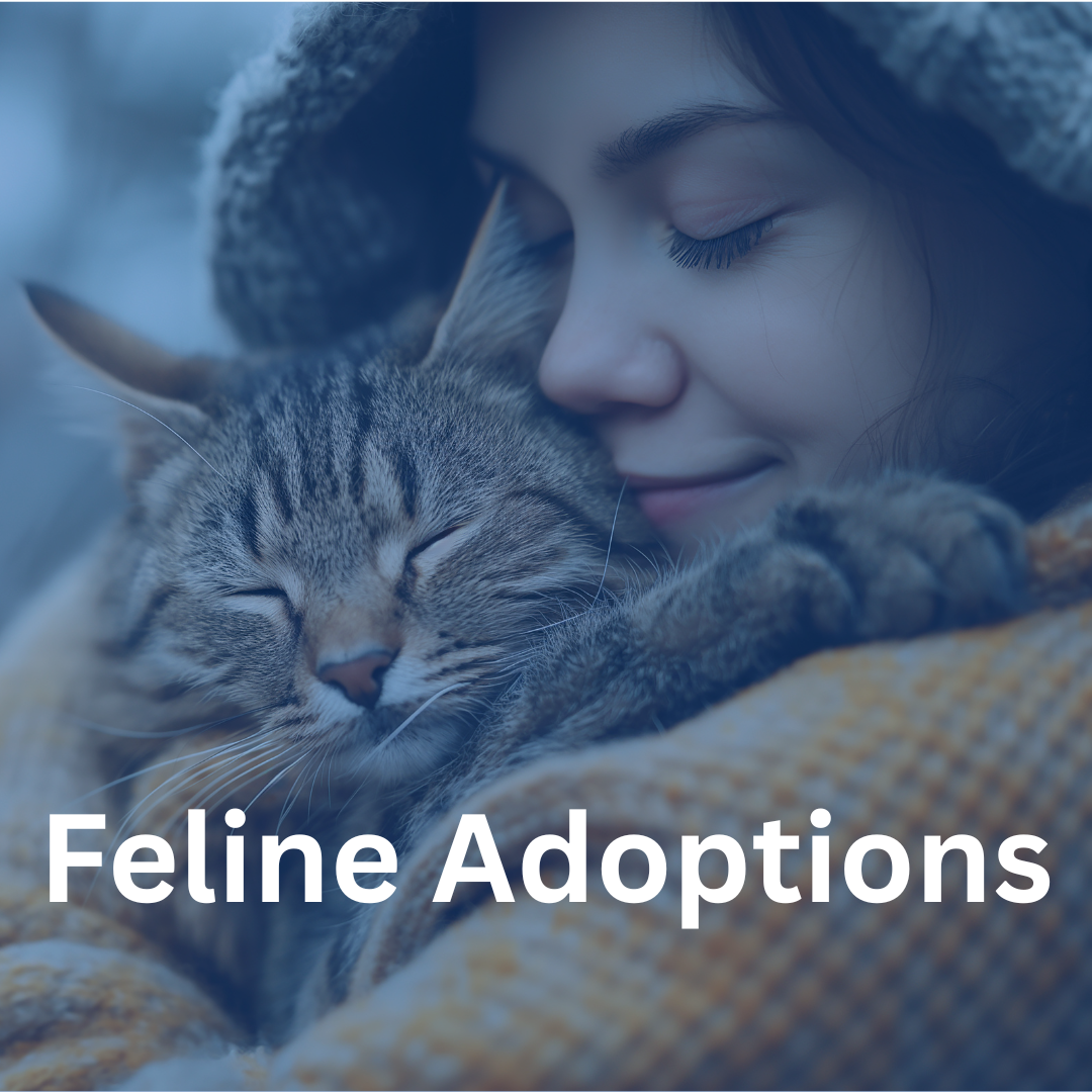419 FELINE ADOPTIONS