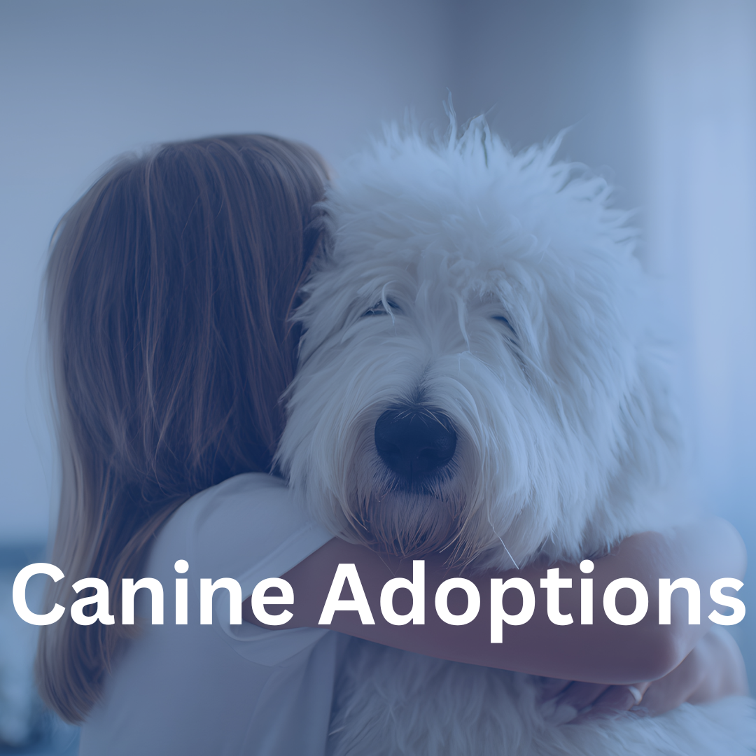 307 CANINE ADOPTIONS