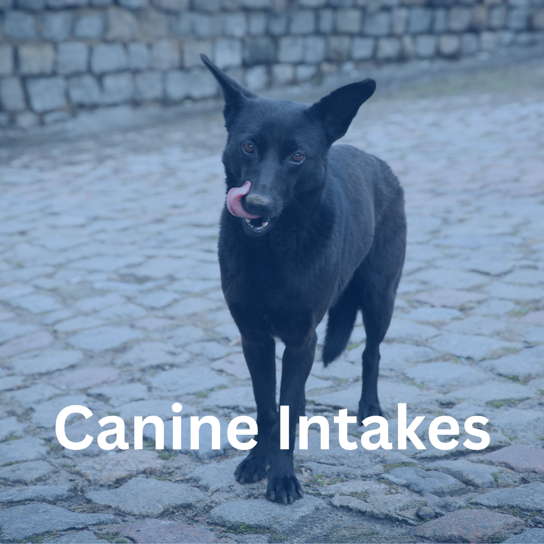 347 CANINE INTAKES