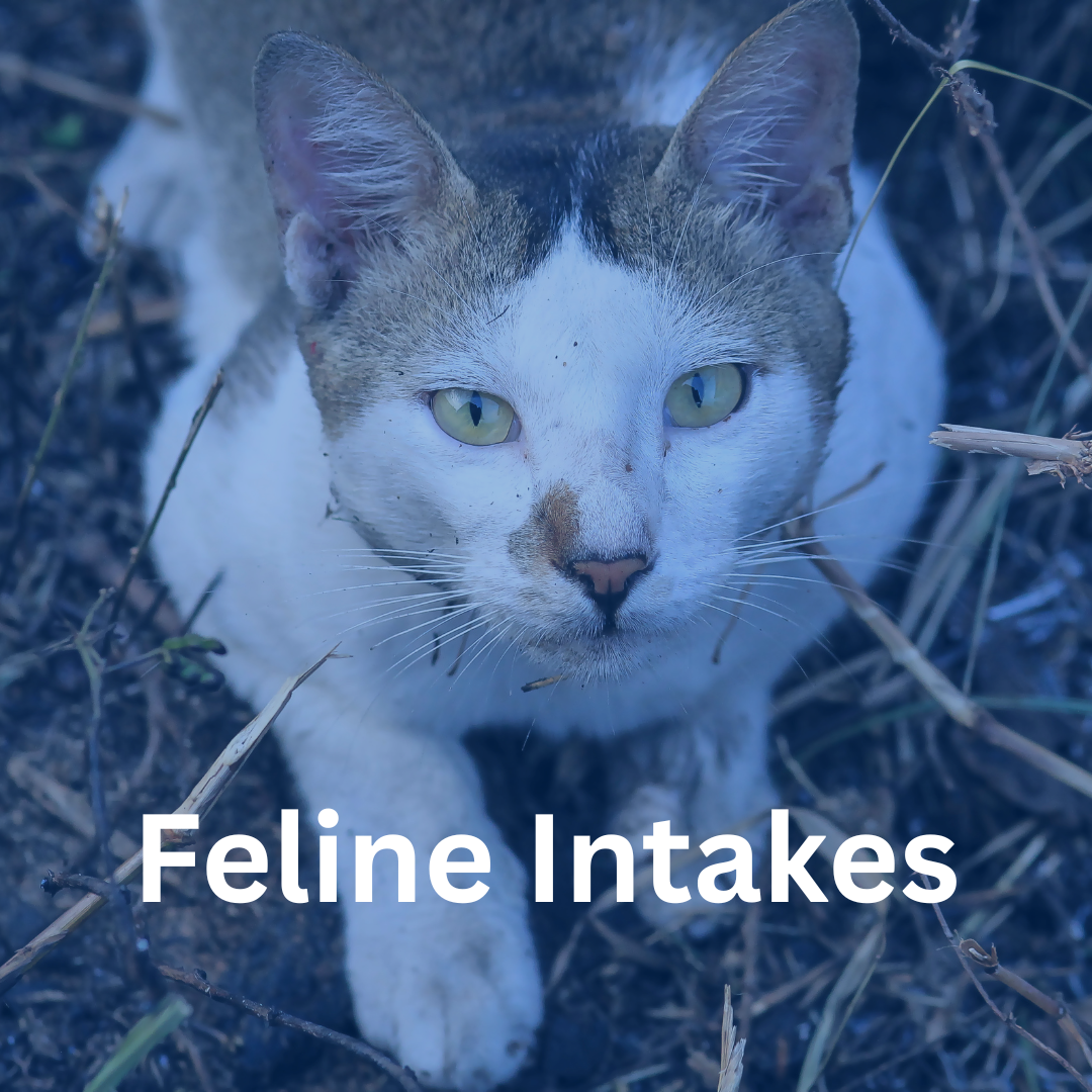 491 FELINE INTAKES