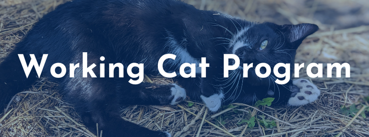 Working Cat Program — noah's ark
