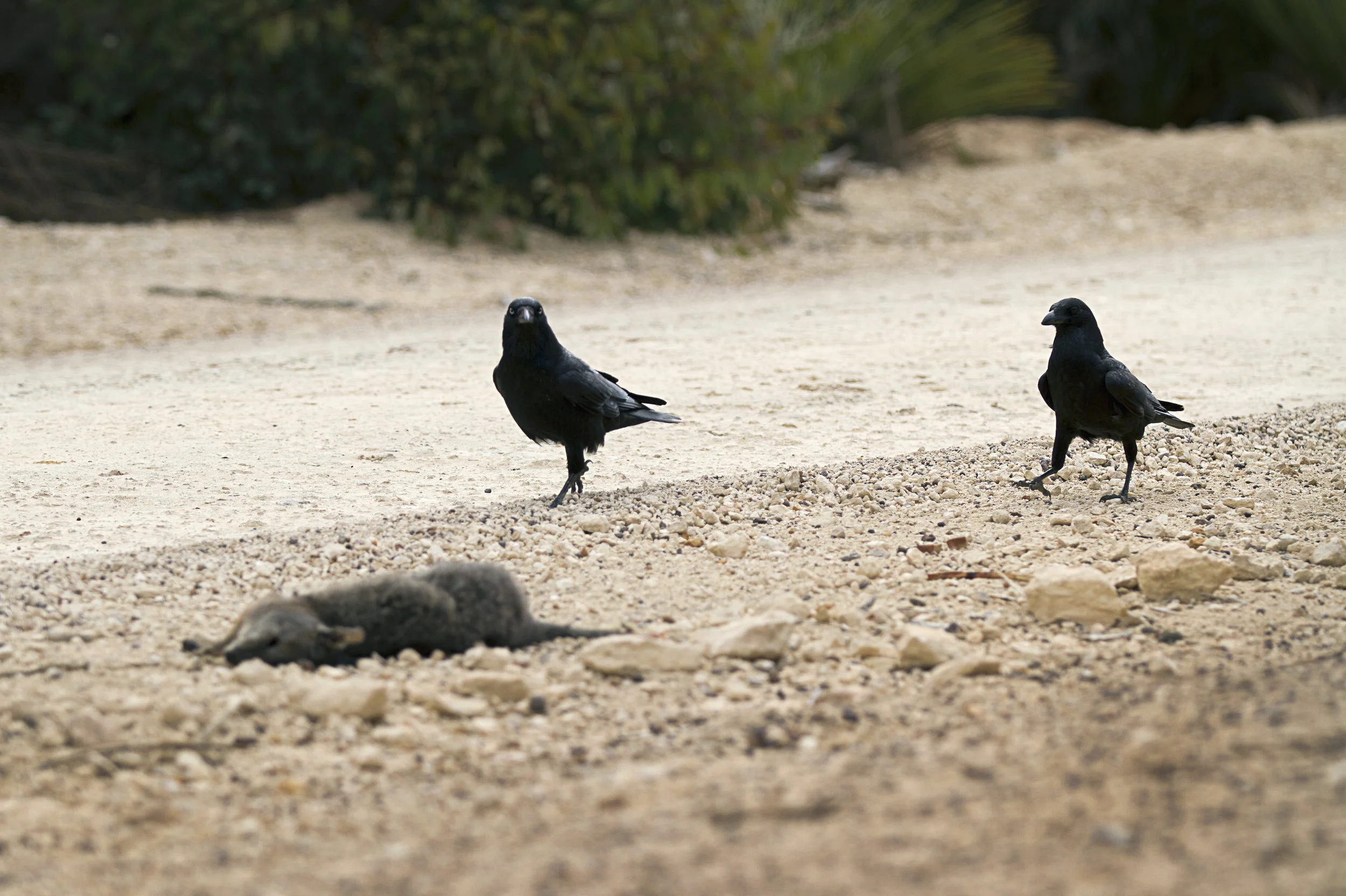 LIfeontheEdge_Ravens_Chen©2018.jpg