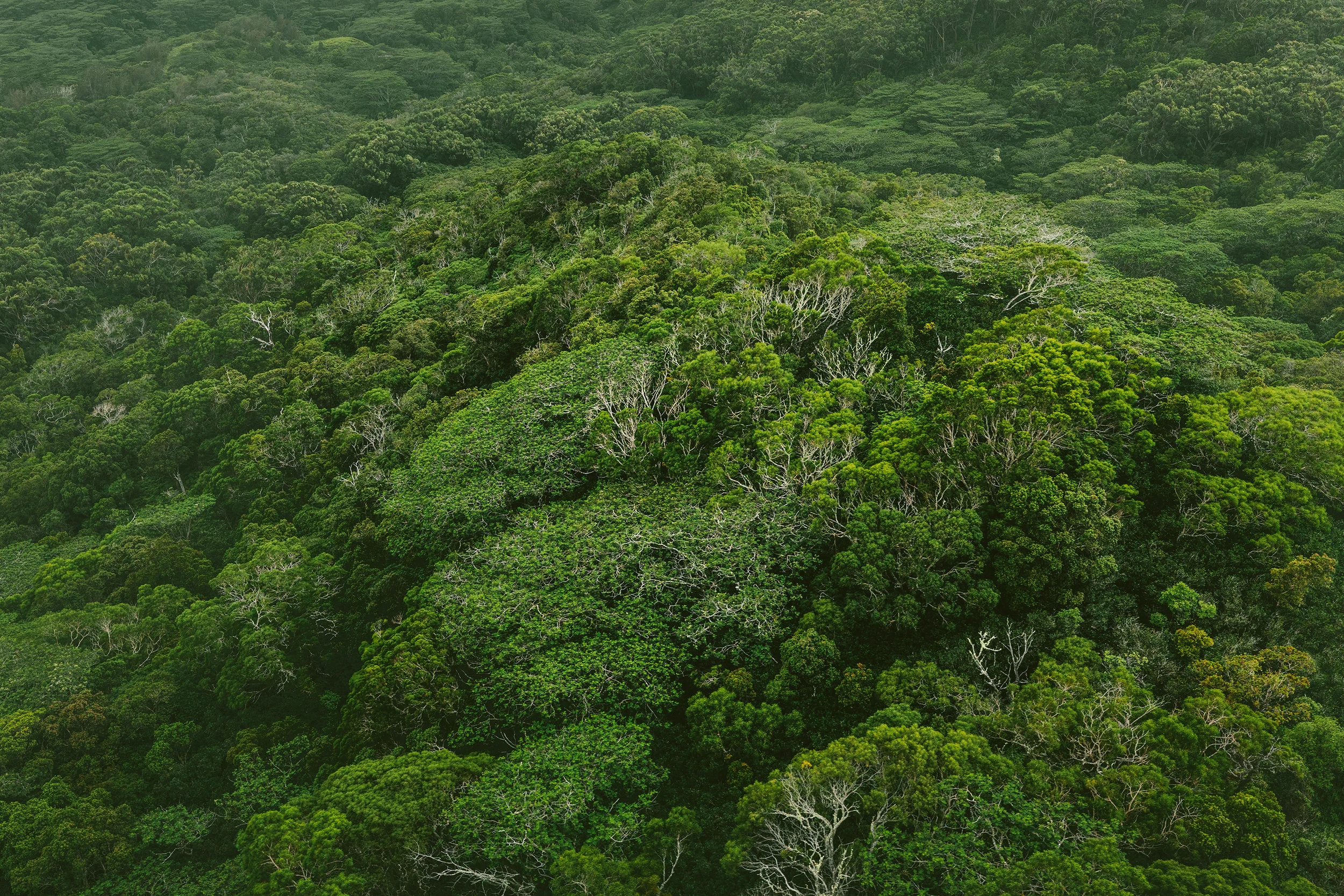 kauai-helicopter-tour-additional-20691.jpg