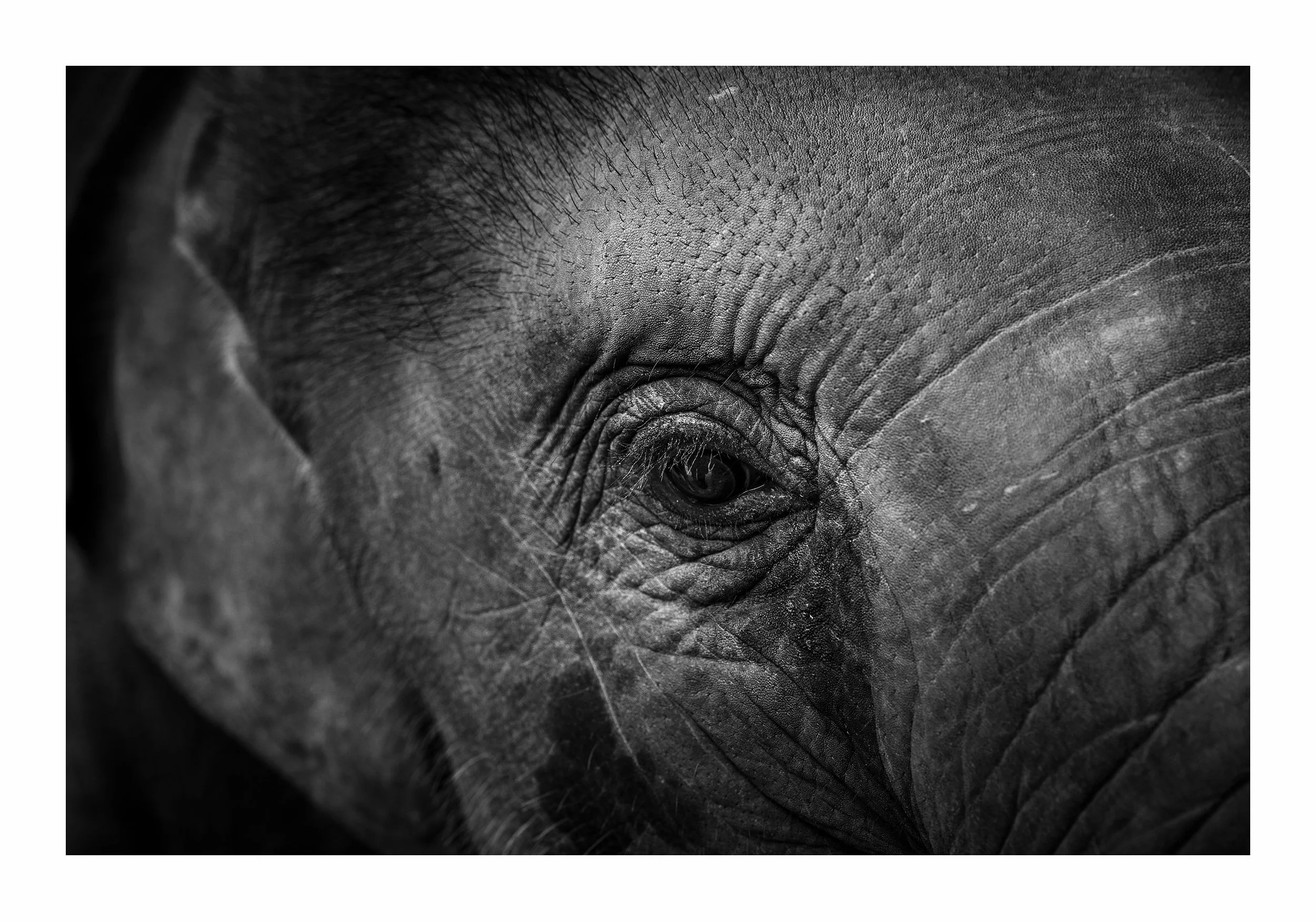 mvc-phuket-170611-elephant-jungle-sanctuary-01792.jpg