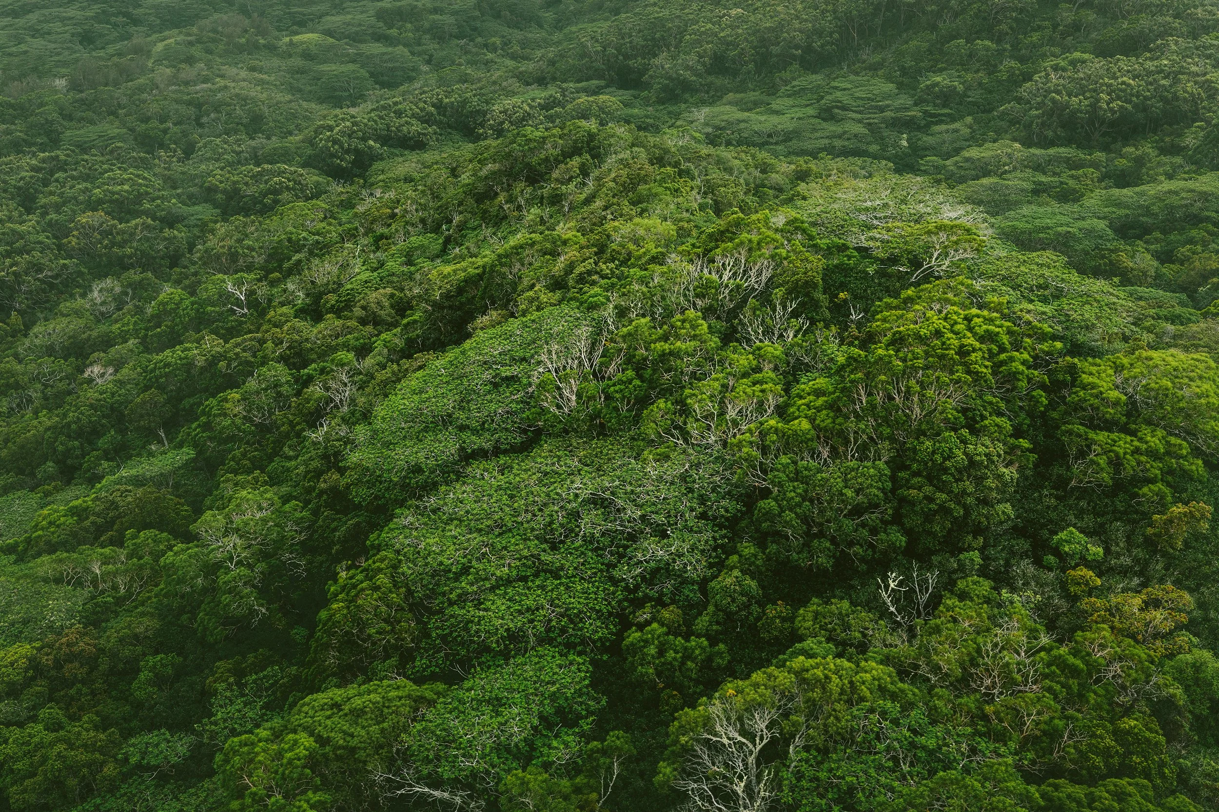 kauai-helicopter-tour-additional-20691.jpg