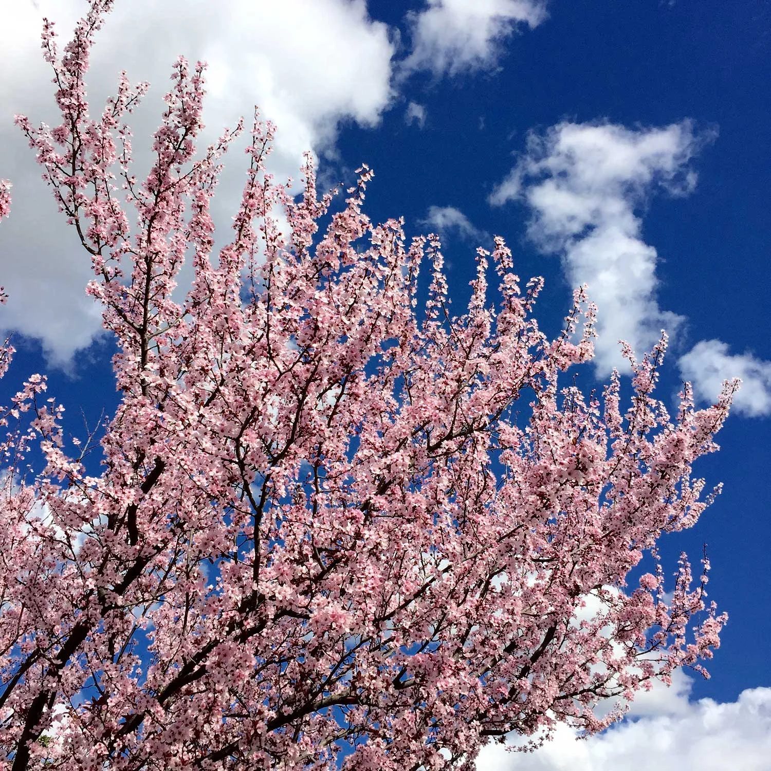 Sacramento Cherry Blossoms | Stephen Grant Photography