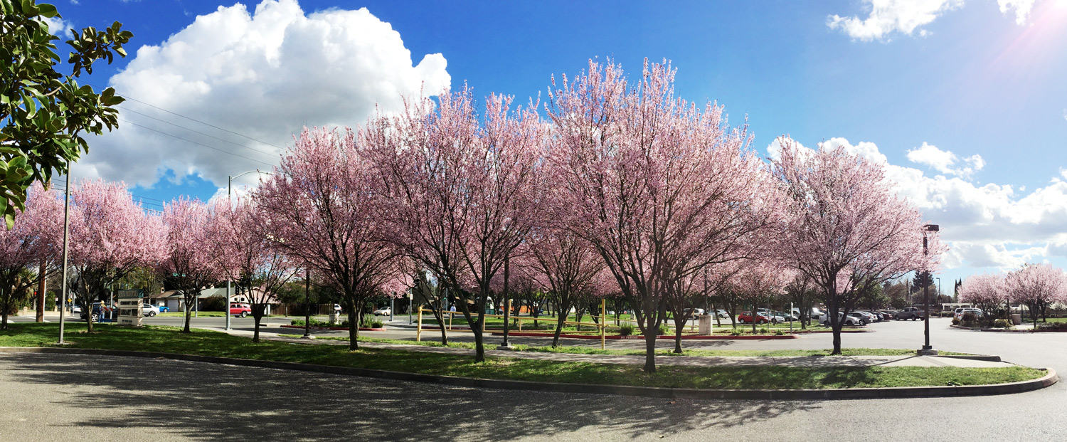 Sacramento Cherry Blossoms | Stephen Grant Photography