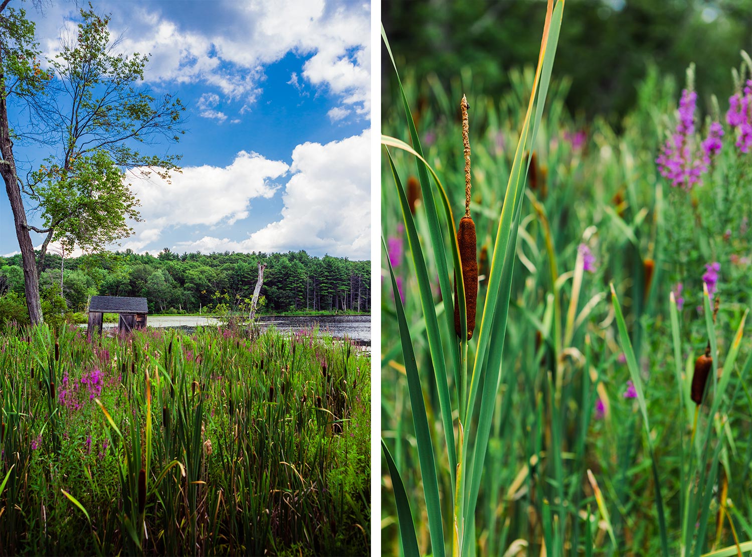 Middlesex School Concord, MA | Stephen Grant Photography