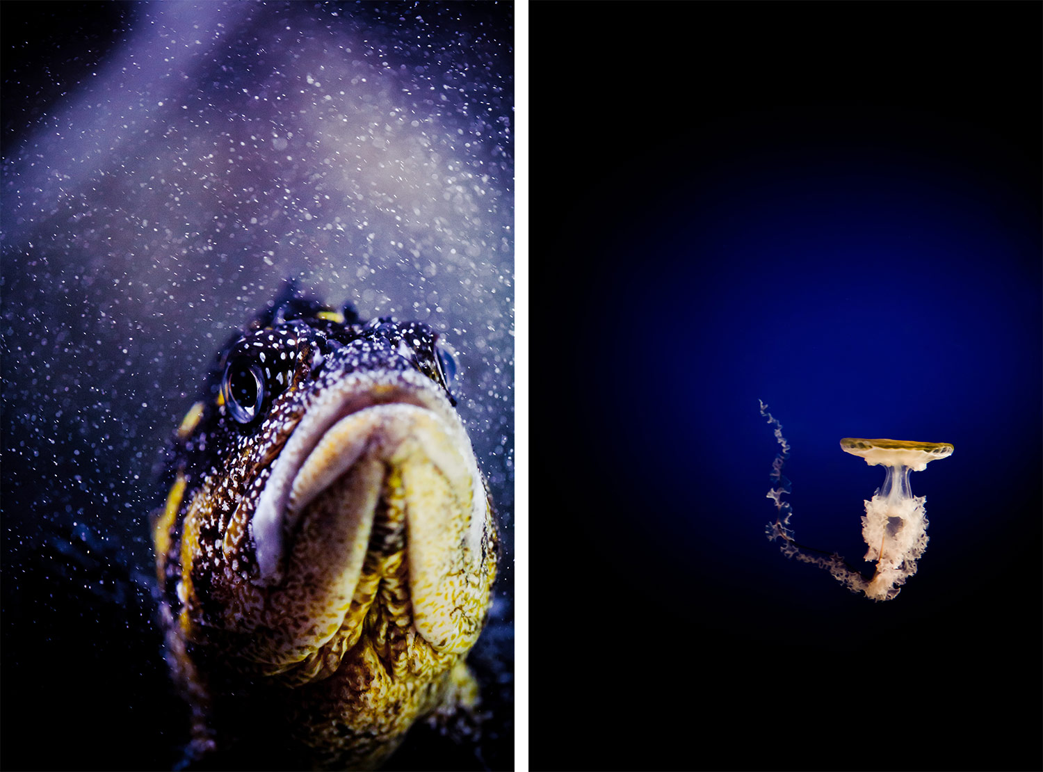 Long Beach Aquarium of the Pacific | Stephen Grant Photography