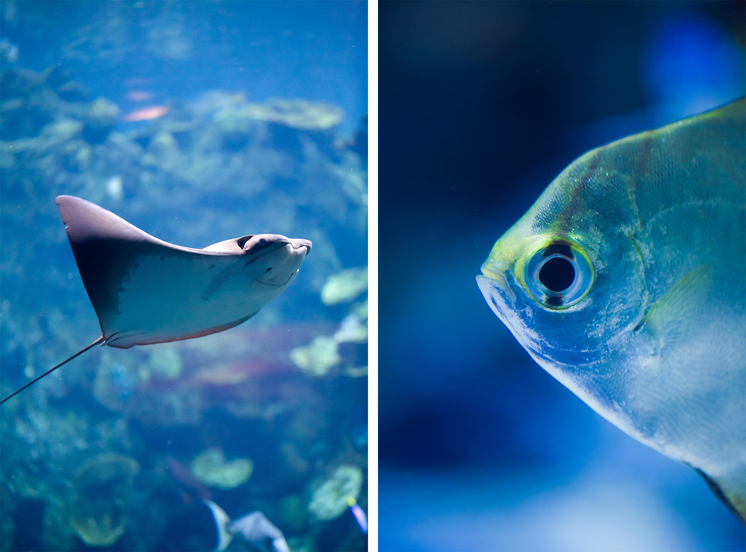 Long Beach Aquarium of the Pacific | Stephen Grant Photography