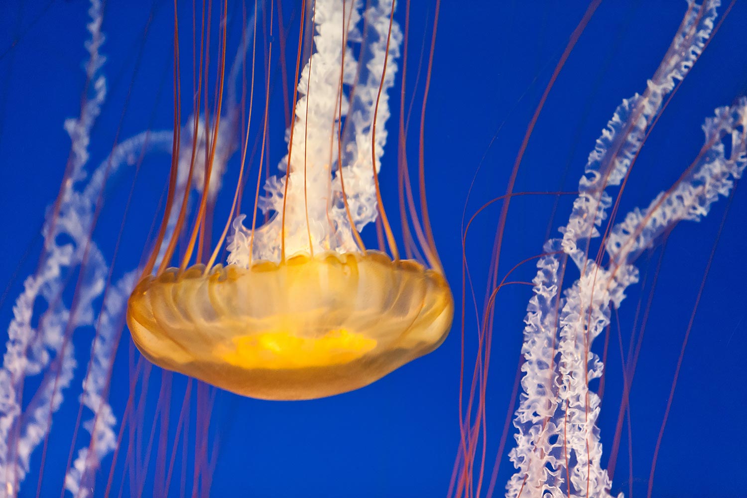 Long Beach Aquarium of the Pacific | Stephen Grant Photography
